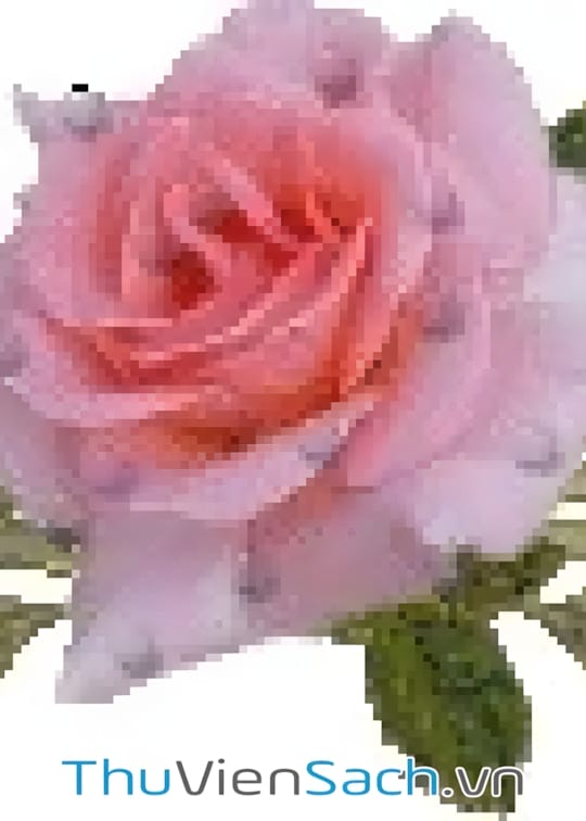 Ảnh bìa sách Người Đánh Cắp Sự Thật