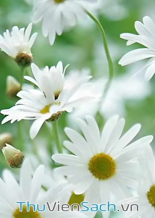 Ảnh bìa sách Bông cúc nhỏ