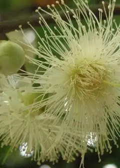 Ảnh Hoa Mận Trắng