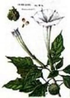 Ảnh Huyền Thoại Mạn Đà La