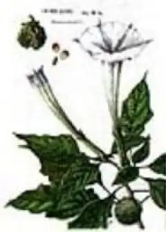 Ảnh Huyền Thoại Mạn Đà La