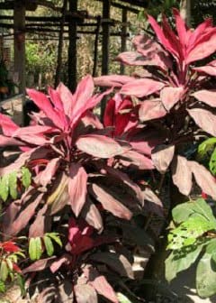 Ảnh Sự Tích Cây Huyết Dụ Trước