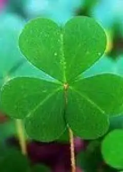 Ảnh Truyện Ngắn Và Tạp Bút Viên Nhật