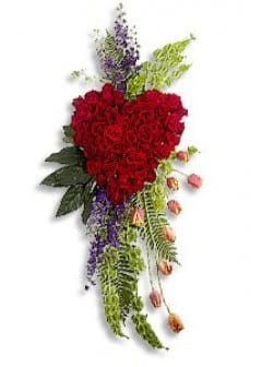 Ảnh Cánh Chim Bạt Gió