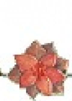 Ảnh Chuyện Tình Như ở Trong Mơ