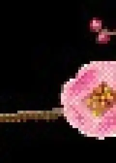 Ảnh Hoa Hướng Dương Của Tiểu Ngư