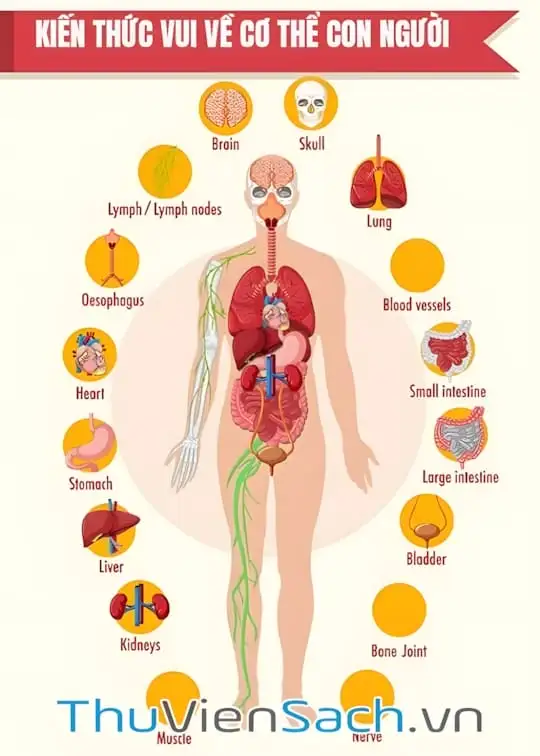 Ảnh bìa sách Kiến Thức Vui Về Cơ Thể Con Người