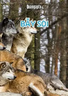 Bẫy Sói - Quangaptx