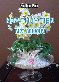 Ảnh Hoa Thủy Tiên Nở Muộn